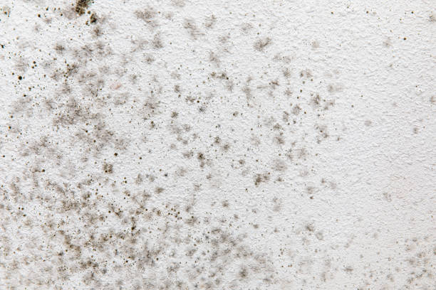 Mold Remediation for Vacation Homes in Wrens, GA